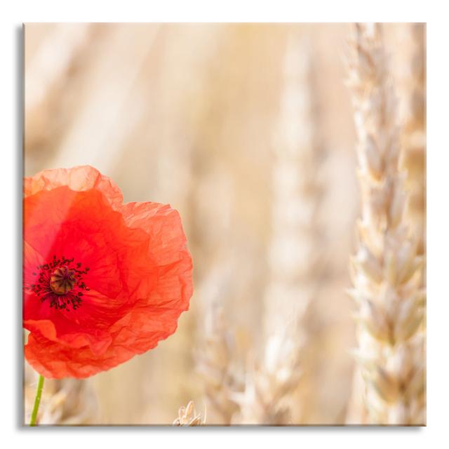 Poppy in a Corn Field - Unframed Photograph on Glass Brayden Studio Size: 60cm H x 60cm W x 0.4cm D on Productcaster.