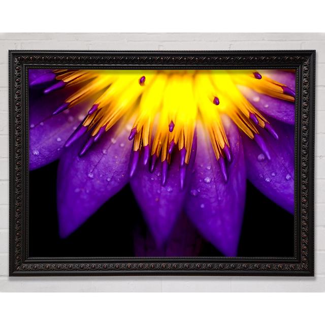 Water Lily Purple Yellow - Single Picture Frame Art Prints Bright Star Size: 21cm H x 29.7cm W on Productcaster.