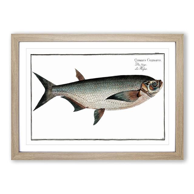 Knife-Carp Fish by M.E. Bloch - Picture Frame Painting Print East Urban Home Frame Option: Oak, Size: 40cm H x 60cm W x 2cm D on Productcaster.