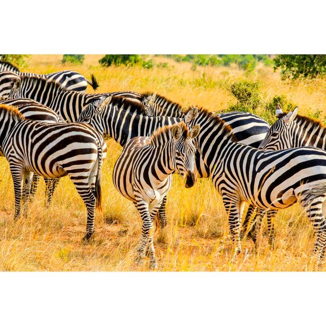 Zebras At Savannah by 1001slide - Wrapped Canvas Art Prints Wall Art Production Network Size: 81cm H x 122cm W x 3.8cm D on Productcaster.