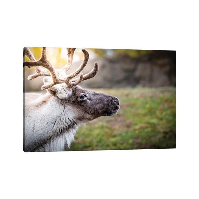 Woodland Caribou Sunny Portrait by Nik Rave - Wrapped Canvas Print Alpen Home Size: 66.04cm H x 101.6cm W x 1.9cm D on Productcaster.