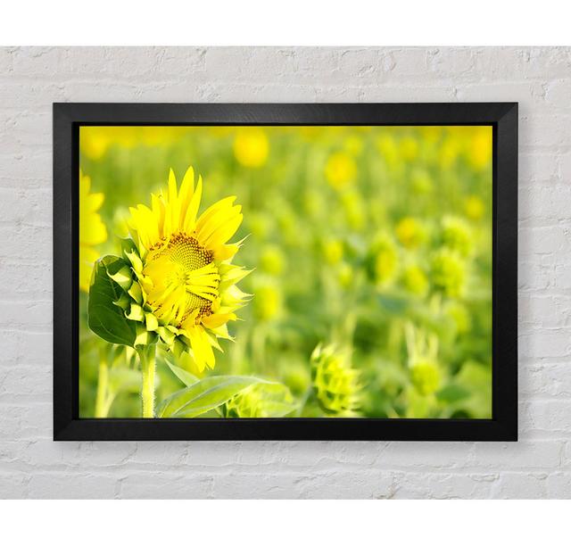 I Am Shy - Single Picture Frame Art Prints Bright Star Size: 100.1cm H x 141.4cm W x 3.4cm D on Productcaster.