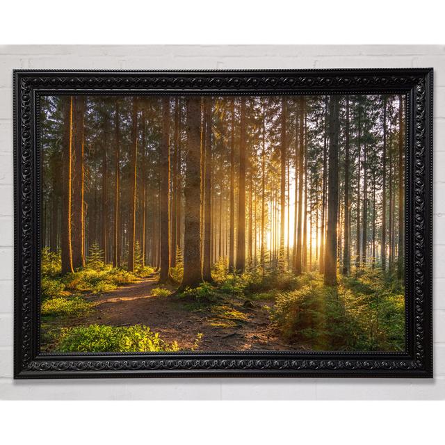 Sunset Through The British Trees - Single Picture Frame Art Prints on Canvas Union Rustic Format: Black Framed Wood, Size: 42cm H x 59.7cm W x 3cm D on Productcaster.