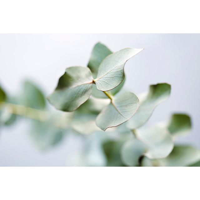 Eucalyptus leaves 1385239180 17 Stories Size: 61cm H x 91cm W on Productcaster.