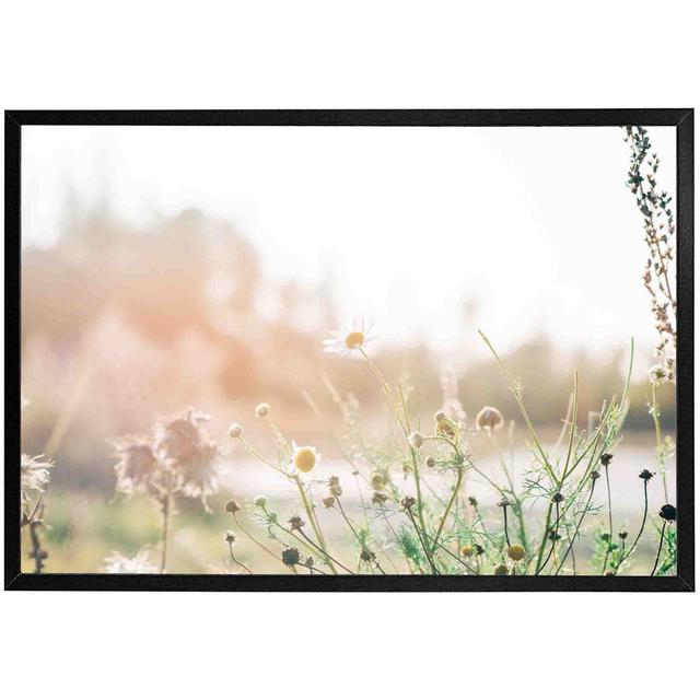 Arnetra Wild Daisies - Single Picture Frame Print Latitude Run Size: 25cm H x 31cm W x 4cm D, Frame Colour: Black on Productcaster.