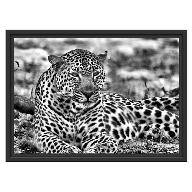 Gerahmtes Wandbild liegender LeopardLaub East Urban Home Größe: 40 cm H x 55 cm B on Productcaster.