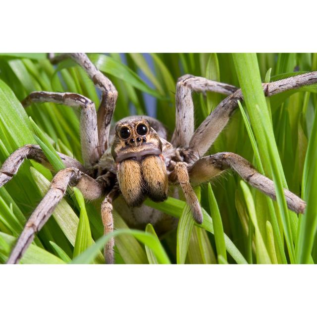 Wolf Spider In Grass - Wrapped Canvas Print Ebern Designs Size: 61cm H x 91cm W on Productcaster.