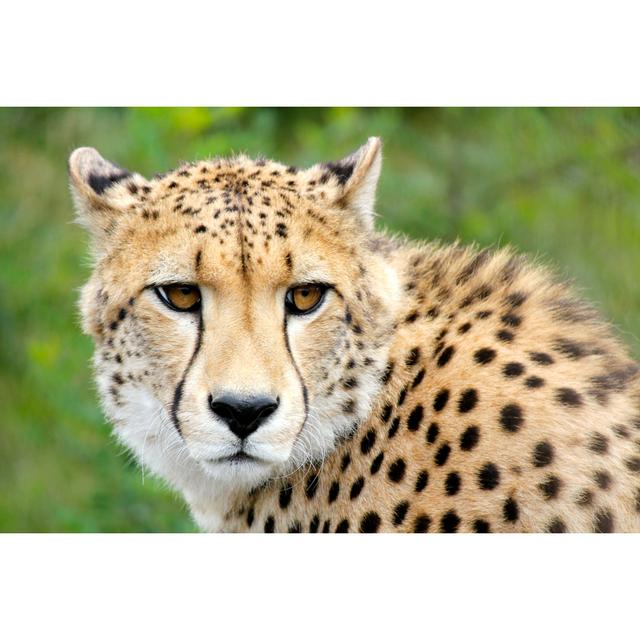 Cheetah - Wrapped Canvas Photograph Latitude Run Size: 30cm H x 46cm W x 3.8cm D on Productcaster.