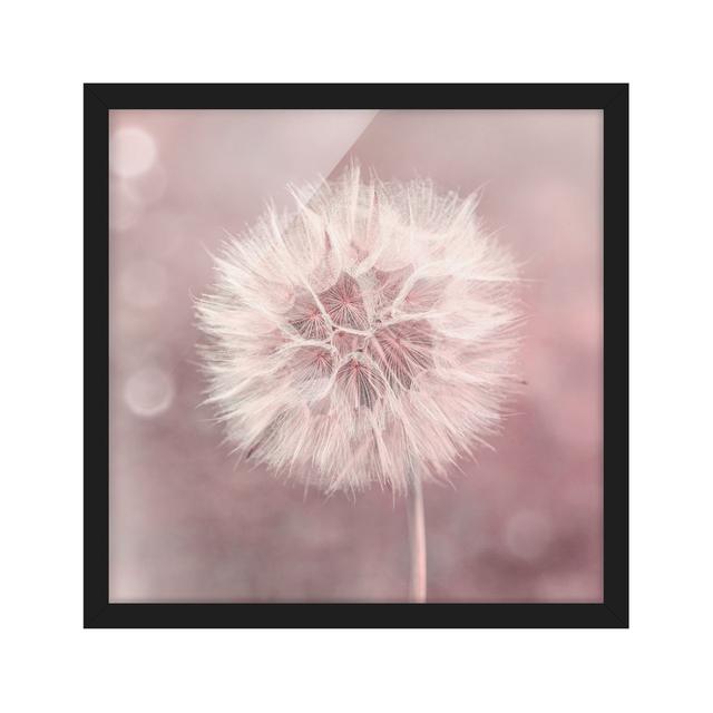 Dandelion Bokeh Pink - Picture Frame Graphic Art Rosalind Wheeler Size: 70cm H x 70cm W x 2cm D, Frame Option: Black on Productcaster.