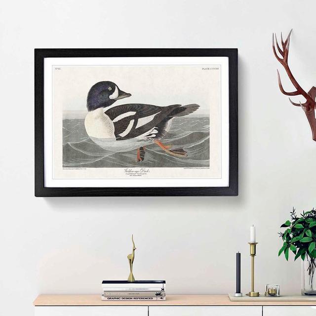 Golden-Eye Duck by John James Audubon - Picture Frame Art Print East Urban Home Size: 48cm H x 65cm W x 2cm D, Frame Option: Black Framed on Productcaster.