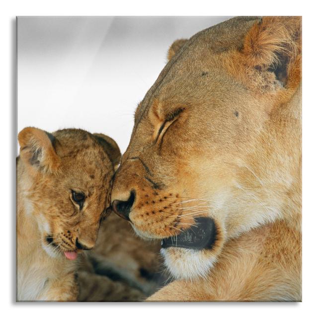 Glasbild Lion Mother Snuggling with Cubs Ebern Designs Größe: 70 cm H x 70 cm B x 0.4 cm T on Productcaster.