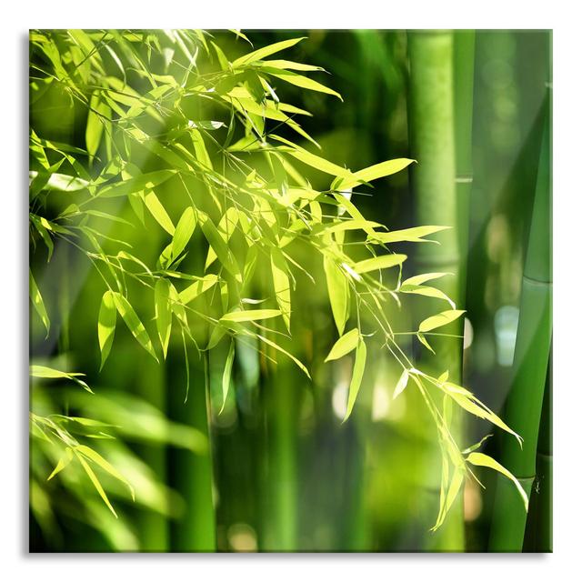 Bamboo With Leaves - No Frame Print on Glass 17 Stories Size: 60cm H x 60cm W x 0.4cm D on Productcaster.