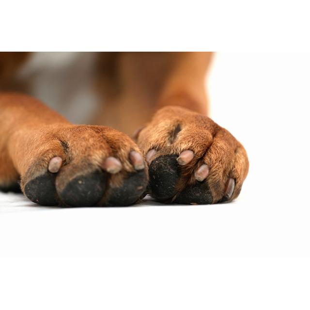 Dog Paws by Walik - No Frame Art Prints on Canvas 17 Stories Size: 20cm H x 30cm W on Productcaster.