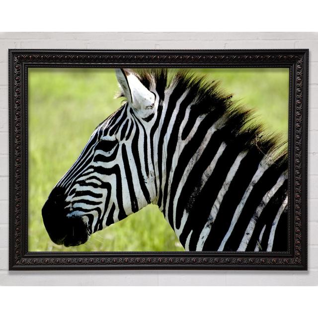 Zebra Face Side Framed Print Bright Star Size: 21cm H x 29.7cm W on Productcaster.