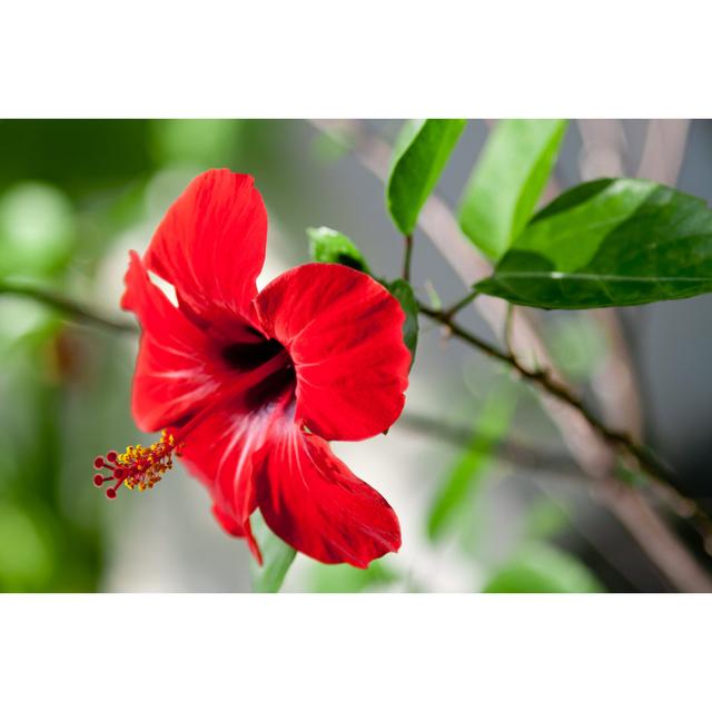 Hibiscus by Kisa_Markiza - Wrapped Canvas Photograph 17 Stories Size: 61cm H x 91cm W on Productcaster.