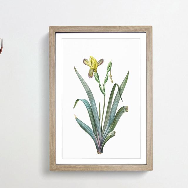 Hungarian Iris Flowers by Pierre-Joseph Redoute - Picture Frame Painting Print East Urban Home Size: 48cm H x 36cm W x 2cm D, Frame Option: Oak Framed on Productcaster.