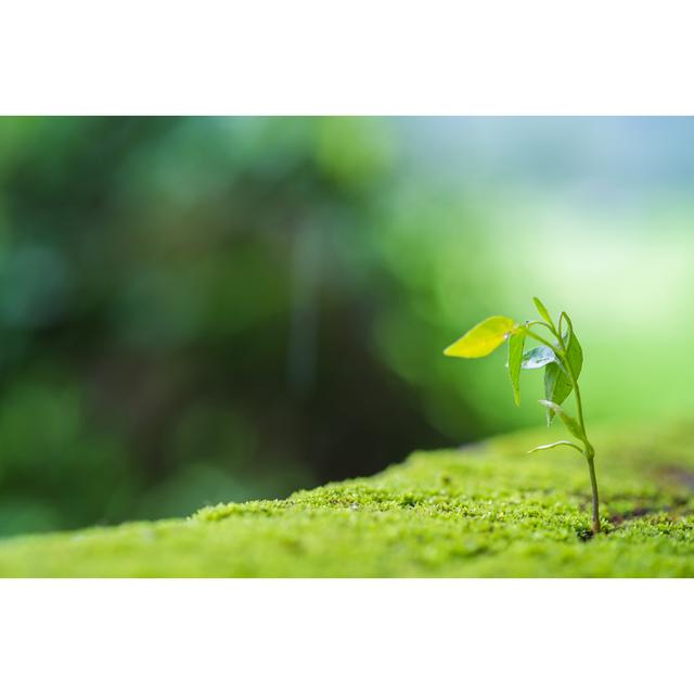 Leinwandbild Plant Growing on Old Cement Wall von Moggara12 Ebern Designs Größe: 81cm H x 122cm B on Productcaster.