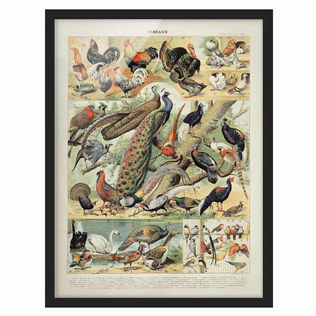 Vintage Educational Board European Birds - Picture Frame Graphic Art Rosalind Wheeler Frame Option: Black, Size: 70cm H x 50cm W x 2cm D on Productcaster.