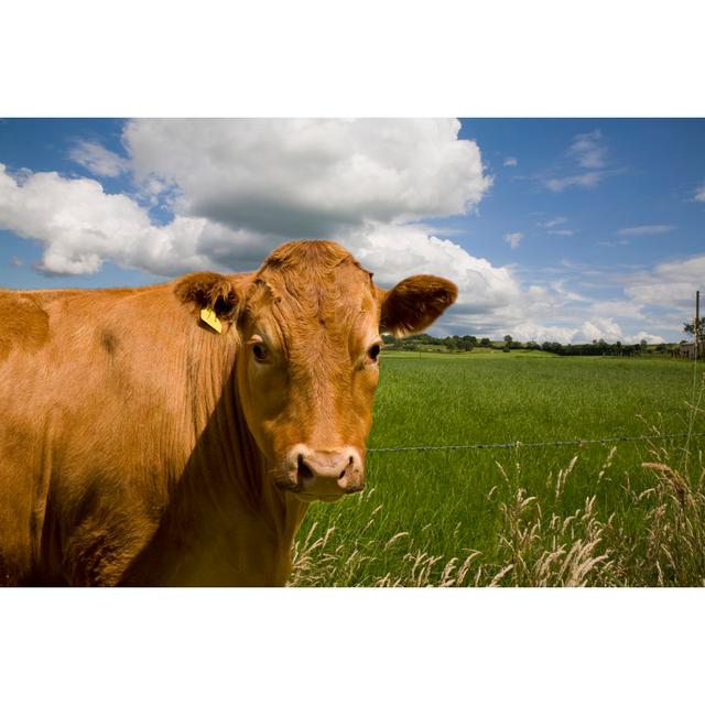 Cow by Andyd - No Frame Print on Canvas Brambly Cottage Size: 20cm H x 30cm W on Productcaster.