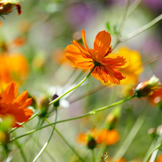 Taylah Bright Orange Flowers by Serg_Velusceac - Wrapped Canvas Print Latitude Run Size: 122cm H x 122cm W x 3.8cm D on Productcaster.