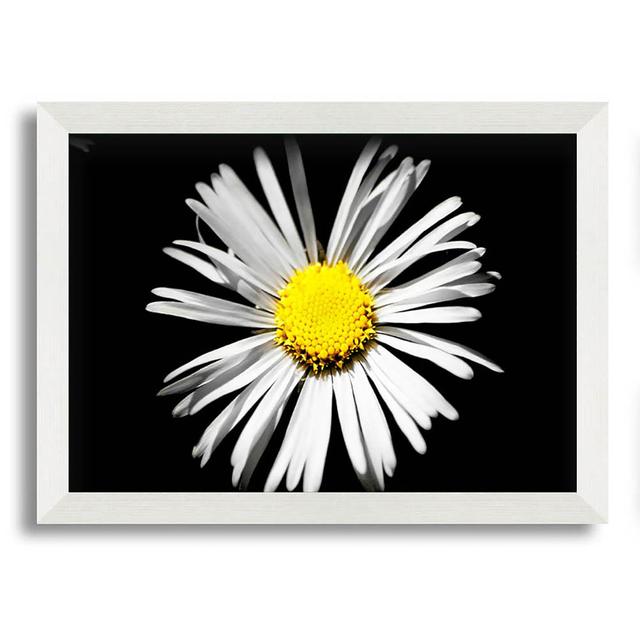 White Daisy Sunlight - Single Picture Frame Art Prints Latitude Run Size: 59.7cm H x 84.1cm W on Productcaster.