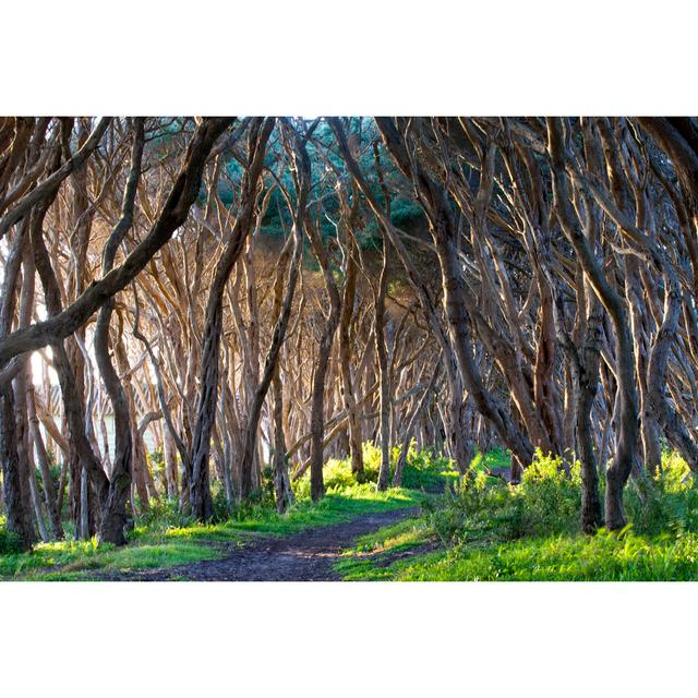 Moonah Tree, Mornington Peninsula, Victoria, Australia by TonyFeder - Print Alpen Home Size: 51cm H x 76cm W on Productcaster.