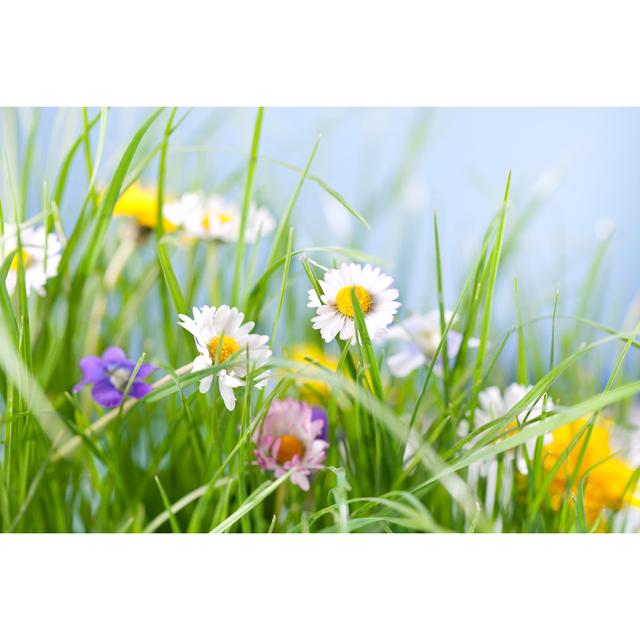 Spring Grass And Flowers von Fotostorm - Leinwanddrucke 17 Stories Größe: 20 cm H x 30 cm B on Productcaster.