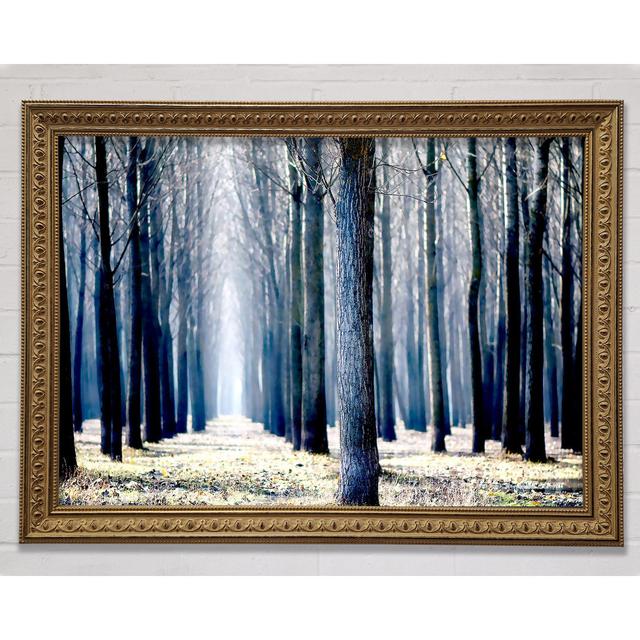 Trees Line-Up In Winter - Single Picture Frame Print Bright Star Size: 84.1cm H x 118.9cm W x 3cm D on Productcaster.