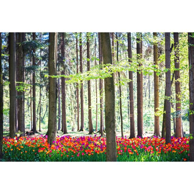 Tulpenfeld im Wald von Borchee - Kunstdrucke auf Leinwand Alpen Home Größe: 81 cm H x 122 cm B on Productcaster.