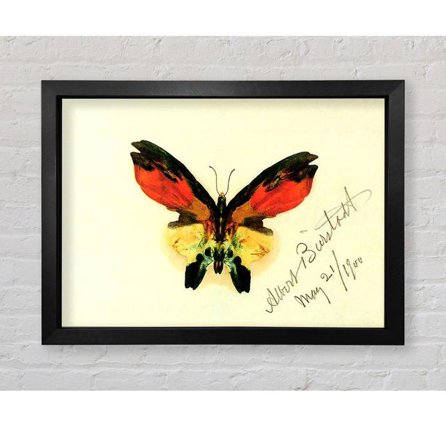 Bierstadt Butterfly 2 Framed Print Bright Star Size: 42cm H x 59.7cm W on Productcaster.