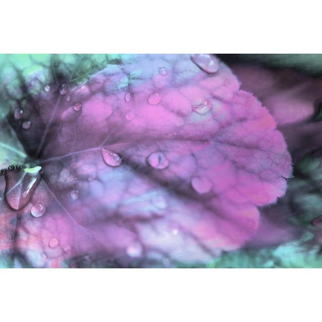 Celestial Dew Drops III by Eva Bane - Wrapped Canvas Print Ebern Designs Size: 51cm H x 76cm W on Productcaster.