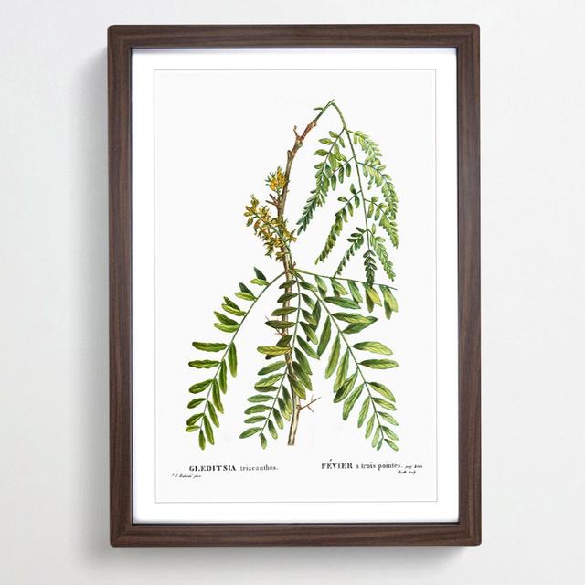 Honey Locust Branch by Pierre-Joseph Redoute - Picture Frame Painting Print East Urban Home Size: 65cm H x 48cm W x 2cm D, Frame Option: Walnut Framed on Productcaster.