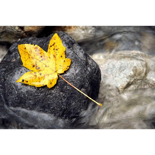 Yellow Leaf by Aloha_17 - Wrapped Canvas Art Prints 17 Stories Size: 51cm H x 76cm W x 3.8cm D on Productcaster.