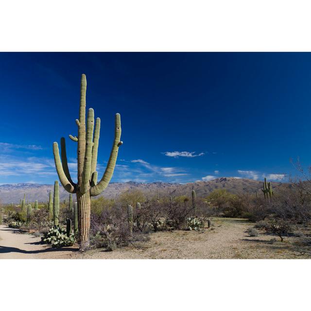 Saguaro In Landscape - Wrapped Canvas Print Gracie Oaks Size: 51cm H x 76cm W x 3.8cm D on Productcaster.