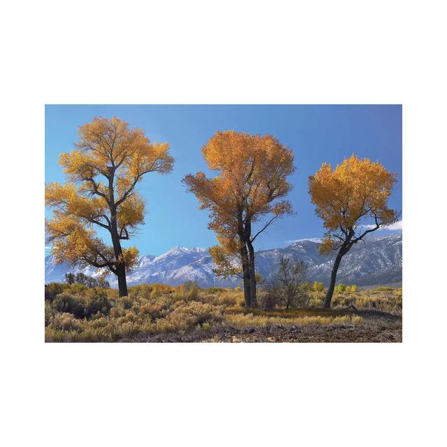 Cottonwood Trees, Fall Foliage, Carson Valley, Nevada I by Tim Fitzharris - Wrapped Canvas Print Alpen Home Size: 20.32cm H x 30.48cm W x 1.91cm D on Productcaster.