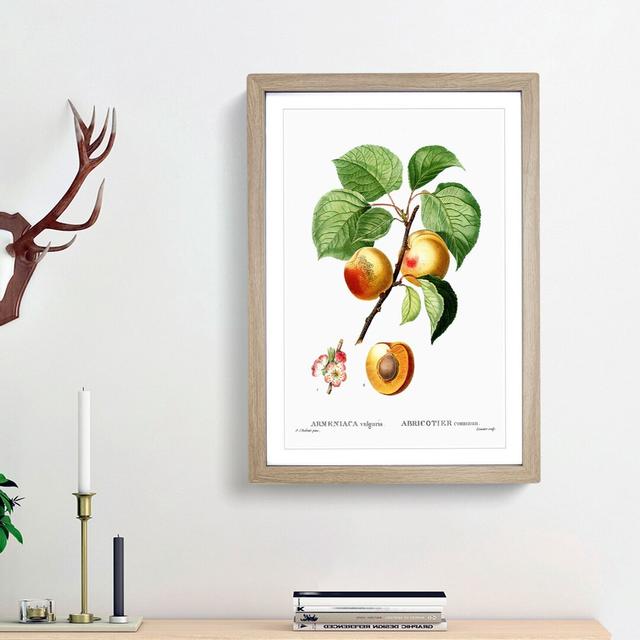 Branch of an Apricot Tree by Pierre-Joseph Redoute - Picture Frame Graphic Art Print East Urban Home Frame Option: Oak Framed, Size: 48cm H x 36cm W x on Productcaster.