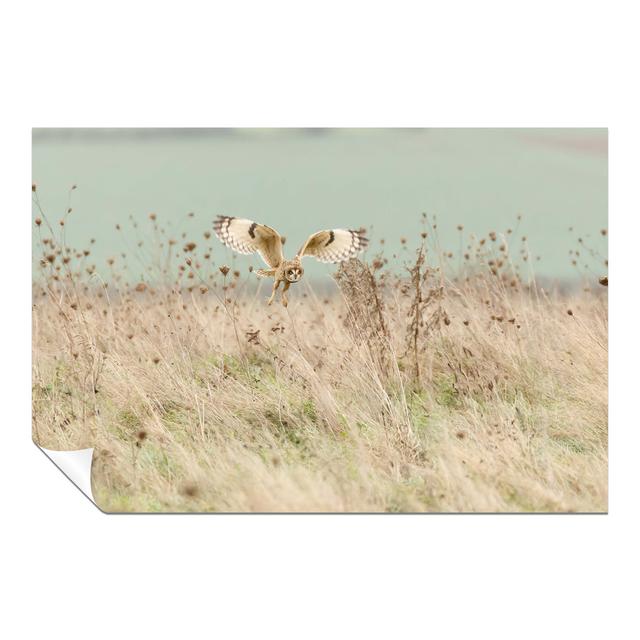 Panther Print Fine Art Prints Brown & Black Short Eared Owl In Wildlife Artistic Unframed Poster, Pictures For Home Walls, Bedroom, Living Room & Bath on Productcaster.