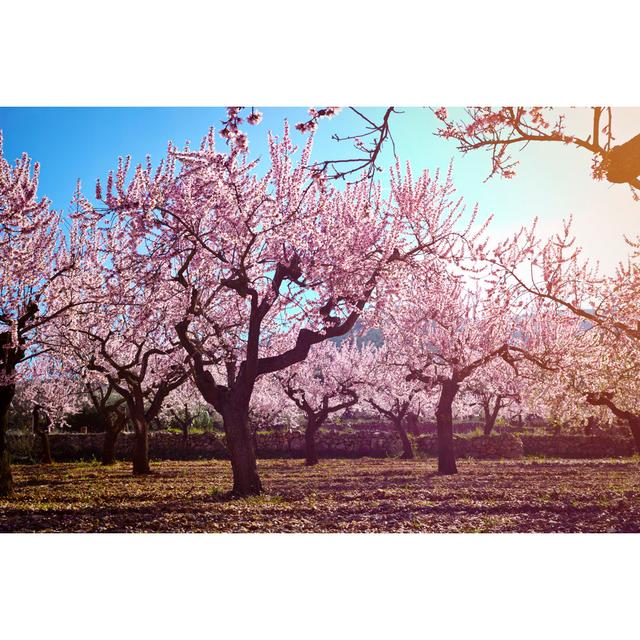 Almond Trees In Bloom by Fcafotodigital - Wrapped Canvas Print 17 Stories Size: 51cm H x 76cm W on Productcaster.