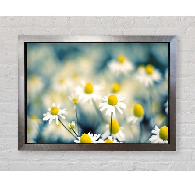 Chamomile Flowers Macro - Single Picture Frame Art Prints Bright Star Size: 59.7cm H x 84.1cm W x 3.4cm D on Productcaster.