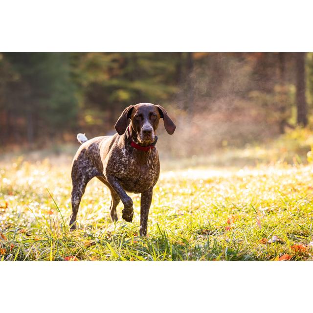 Silvie German Shorthaired Pointer - Print 17 Stories Size: 51cm H x 76cm W x 3.8cm D on Productcaster.