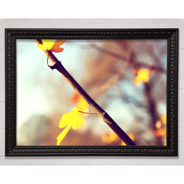 Autumn 2 Framed Print Bright Star Size: 21cm H x 29.7cm W on Productcaster.