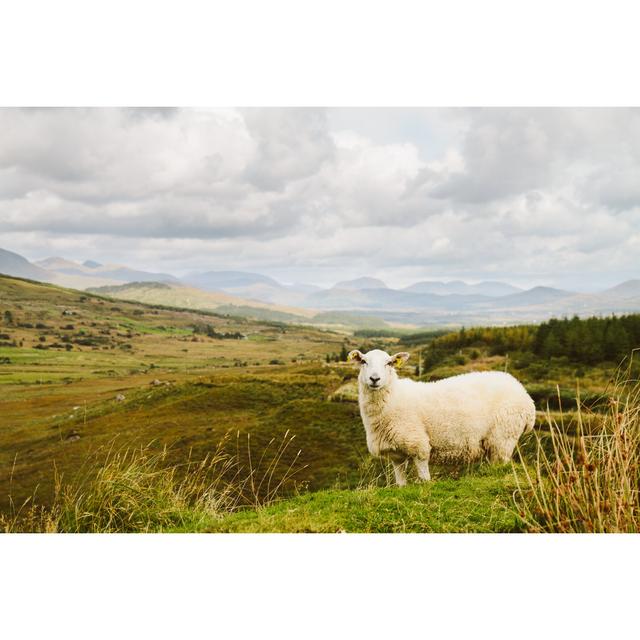 Sheep In Ireland August Grove Size: 81cm H x 122cm W x 3.8cm D on Productcaster.