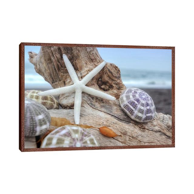 Leinwandbild Crescent Beach Shells VII von Alan Blaustein Haus am Meer Format: Brauner Rahmen, Größe: 45,72 cm H x 66,04 cm B x 3,8 cm T on Productcaster.