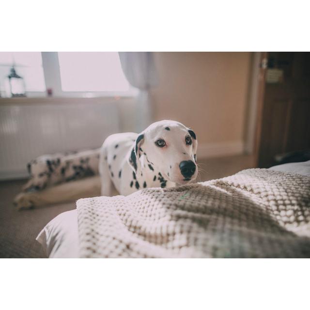 Dalmatians In A Bedroom by Solstock - No Frame Print on Canvas 17 Stories Size: 61cm H x 91cm W on Productcaster.