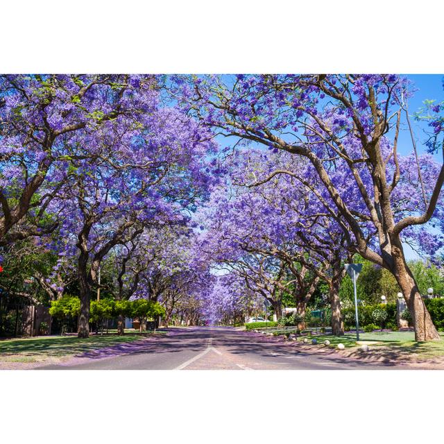 Jacaranda Trees - Wrapped Canvas Photograph Ebern Designs Size: 51cm H x 76cm W x 3.8cm D on Productcaster.