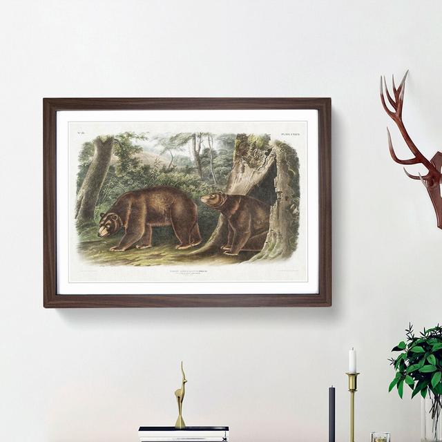 Cinnamon Bears by J.W. Audubon - Picture Frame Painting Print East Urban Home Frame Option: Walnut Framed, Size: 36cm H x 48cm W x 2cm D on Productcaster.