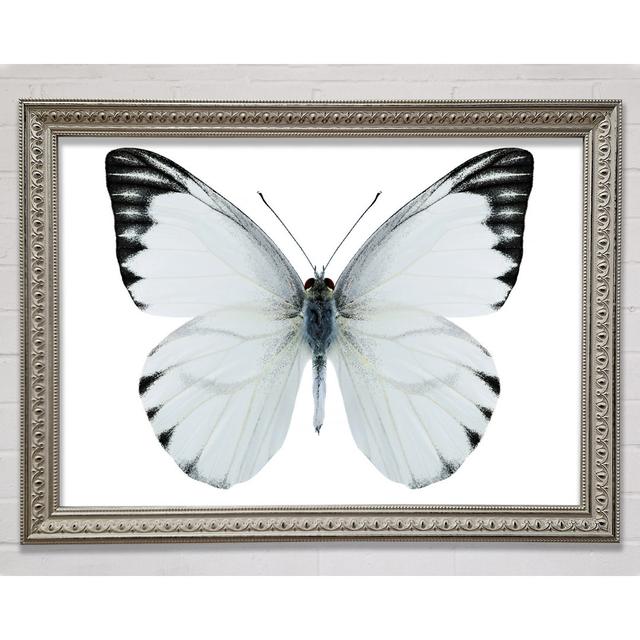 Silver Tipped Butterfly Wings - Print August Grove Size: 100cm H x 141.4cm W on Productcaster.