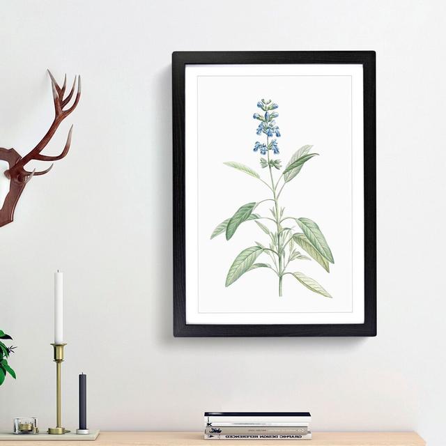 Sage Flowers by Pierre-Joseph Redoute - Picture Frame Painting Print East Urban Home Size: 65cm H x 48cm W x 2cm D, Frame Option: Black Framed on Productcaster.