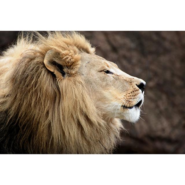 Lion Head by Stevegeer - Wrapped Canvas Art Prints 17 Stories Size: 61cm H x 91cm W on Productcaster.