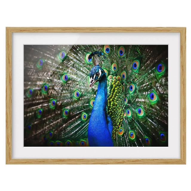 Elegant Peacock - Picture Frame Photograph Print on Paper East Urban Home Frame Option: Natural oak wood, Size: 70cm H x 100cm W on Productcaster.